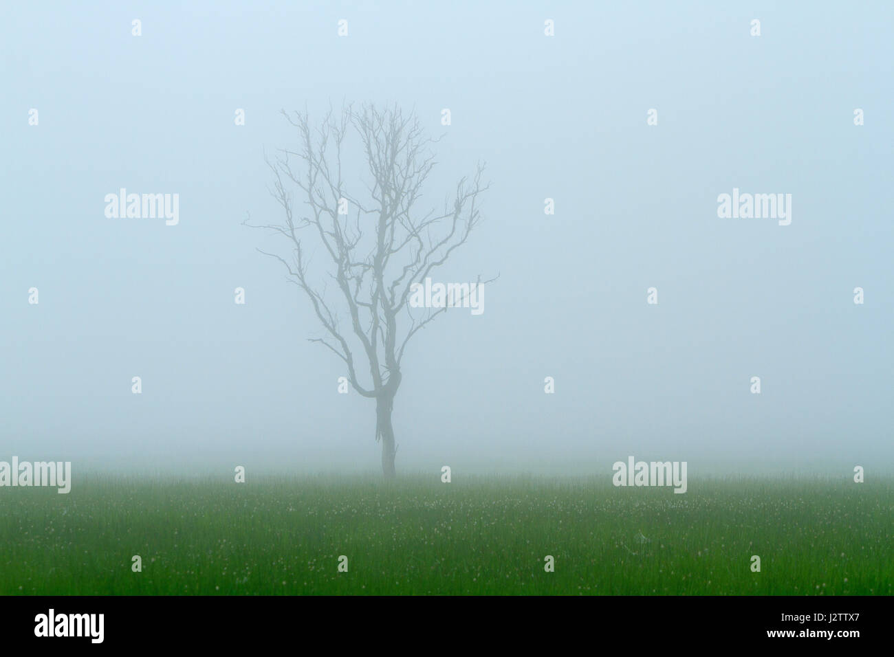 La nebbia avvolge un albero a distanza con campo verde, grigio cielo e spazio di copia Foto Stock