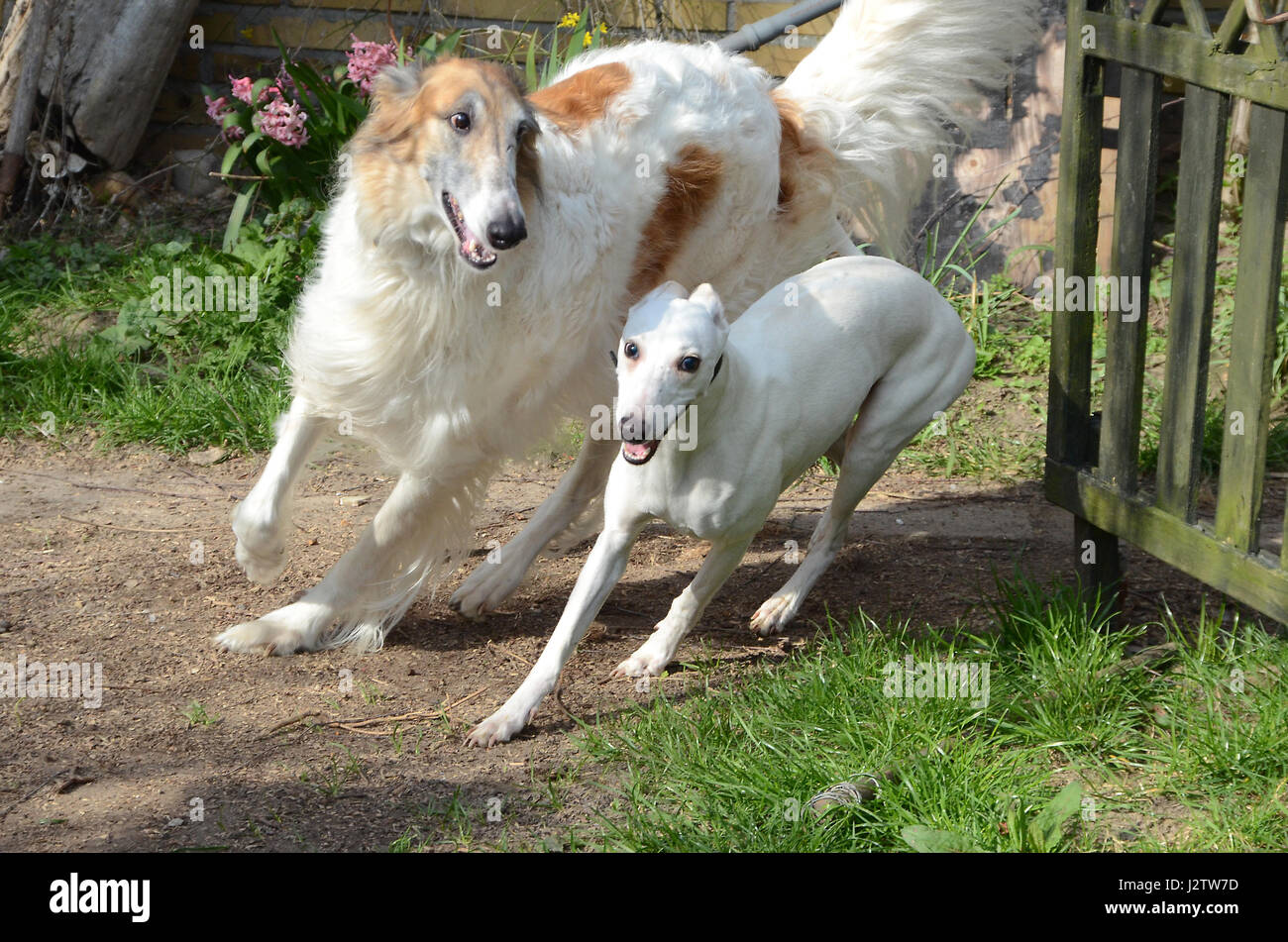 Cane e cani Whippet venuto in esecuzione dietro un angolo in un giardino. Foto Stock