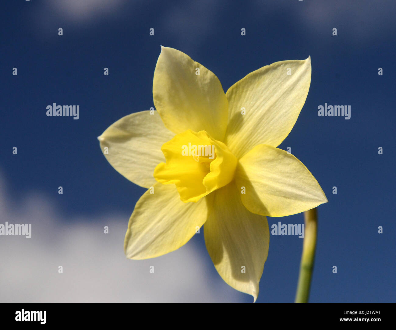 Daffodil sullo sfondo di un cielo blu. Foto Stock