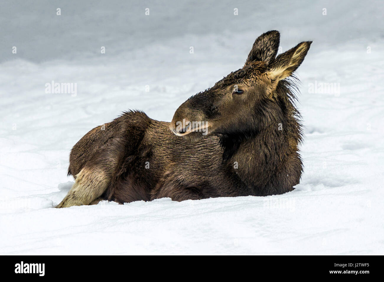 Bella capretti eurasiatica / Alce Elk (Alces alces) raffigurato seduto in un Snow Drift a metà inverno Foto Stock
