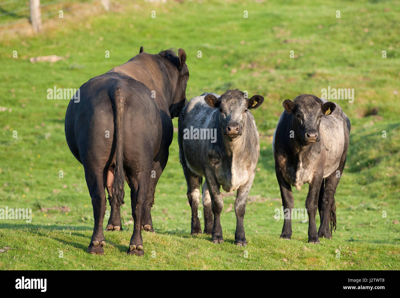 Bovini da carne, singolo adulto Aberdeen Angus bull in piedi in campo con due mucche, Aviemore Scozia, Regno Unito Foto Stock