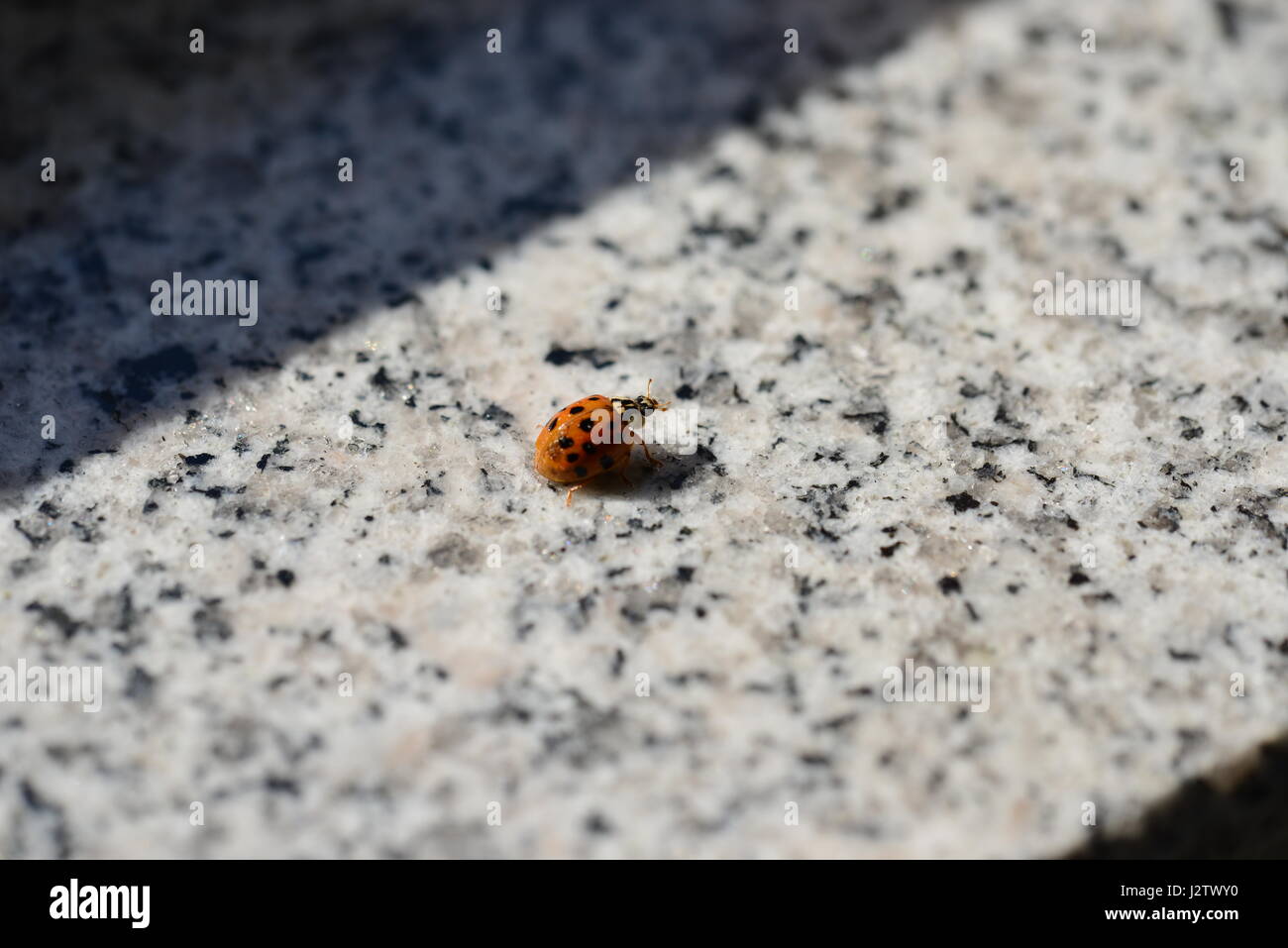 Piccola signora bug Foto Stock