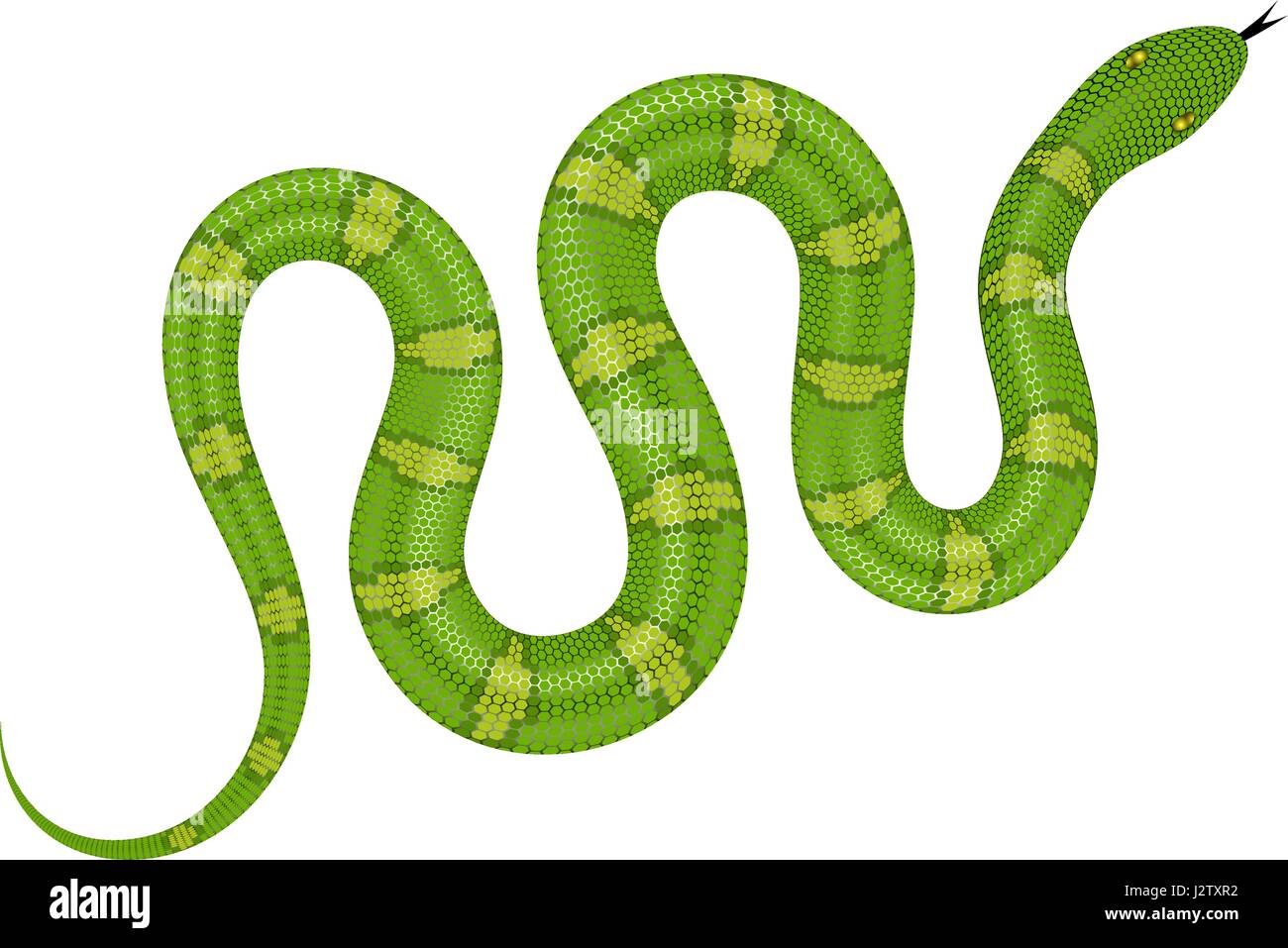 Green Snake illustrazione vettoriale. Serpente isolato su sfondo bianco Illustrazione Vettoriale