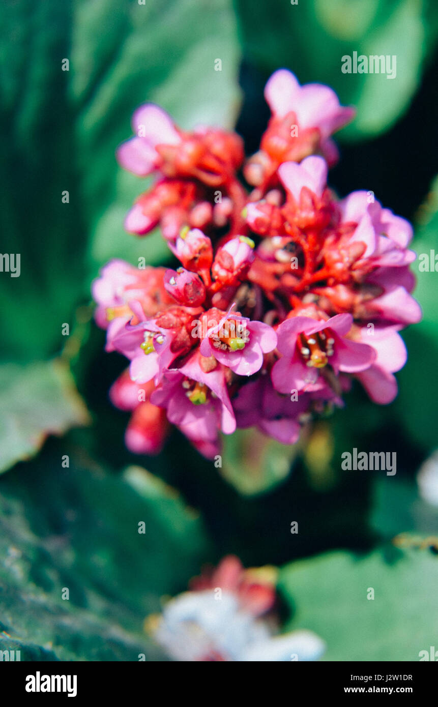 Bergenia cordifolia Bergenia crassifolia o badan che fiorisce con fiori viola Foto Stock