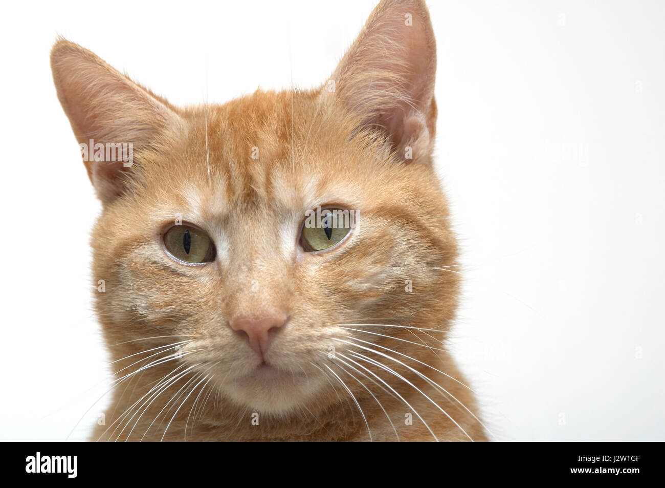 Domestico maschio shorthair ginger cat (felis catus) headshot contro uno sfondo bianco Foto Stock