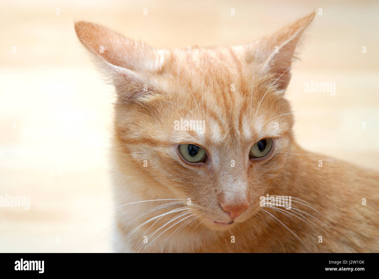 Animali domestici shorthaired maschio ginger cat (felis catus) con orecchie indietro e guardare quizzical Foto Stock