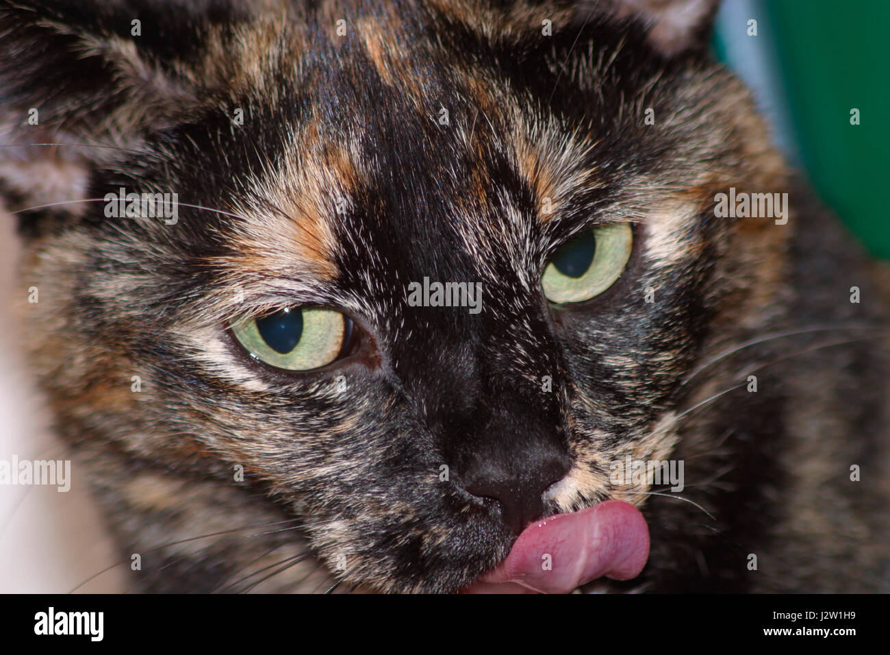 Giovani femaleTortoiseshell o Brindle cat con la sua lingua fuori leccare le sue labbra e sguardo lateralmente Foto Stock