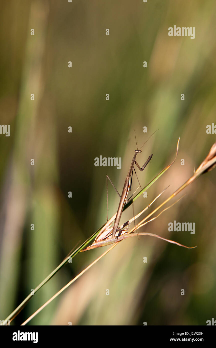 Un bastone insetto in la Rustenburg Parco Nazionale di nord-ovest provincia sud africa Foto Stock