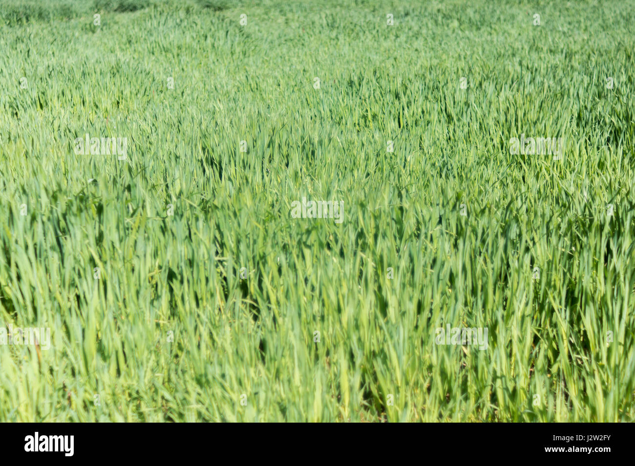 Fascia di fresco verde erba - metafora per molti relativi "prato" parole - come 'Non lasciate crescere l'erba sotto i piedi Foto Stock