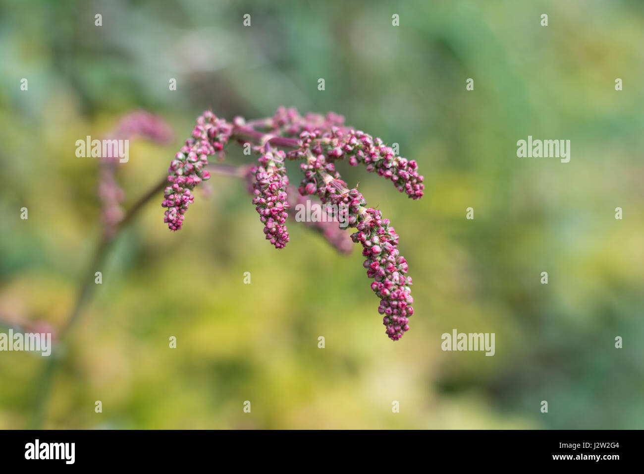 Testa di fioritura di comune Sorrel / Rumex acetosa - le foglie del quale hanno un rabarbaro-come gusto. Un selvaggio foraged cibo troppo. Foto Stock