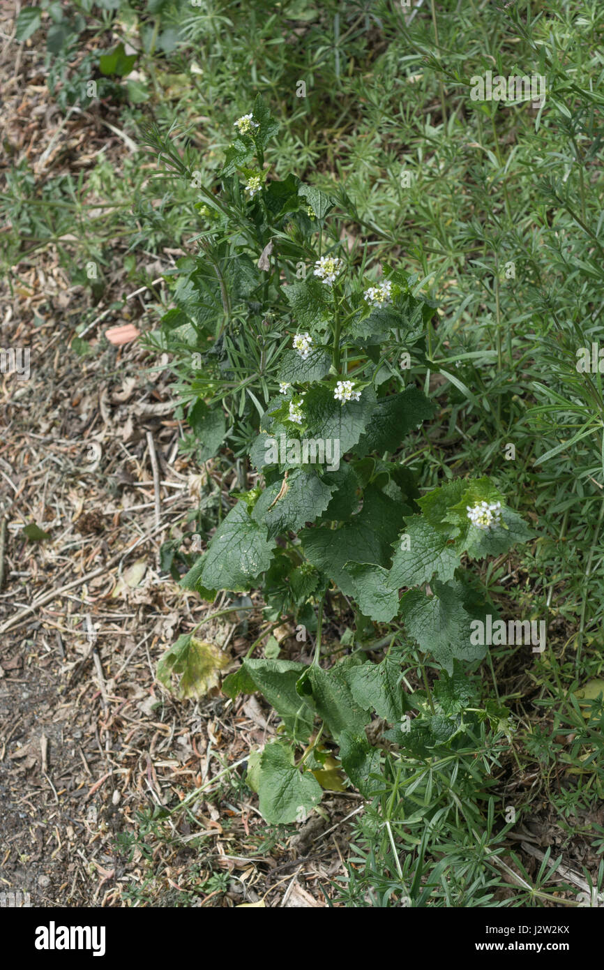Le foglie e i fiori di Jack da siepe / Aglio Senape - Alliaria petiolata - una siepe selvatica del cibo con blandamente aglio foglie di degustazione. Foto Stock