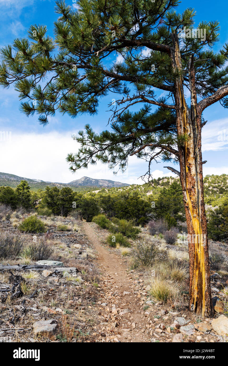 Pinus ponderosa, ponderosa pine, bull pine, blackjack, pino western yellow pine, poco Rainbow Trail, Central Colorado, STATI UNITI D'AMERICA Foto Stock