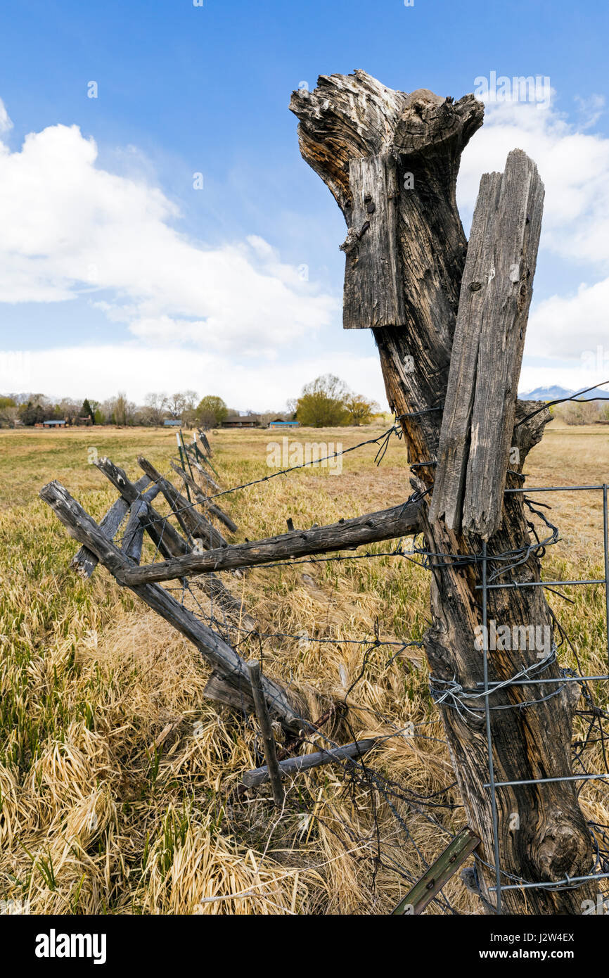 Fatiscente fencepost in legno e filo spinato; Vandaveer Ranch; Salida; Colorado; USA Foto Stock