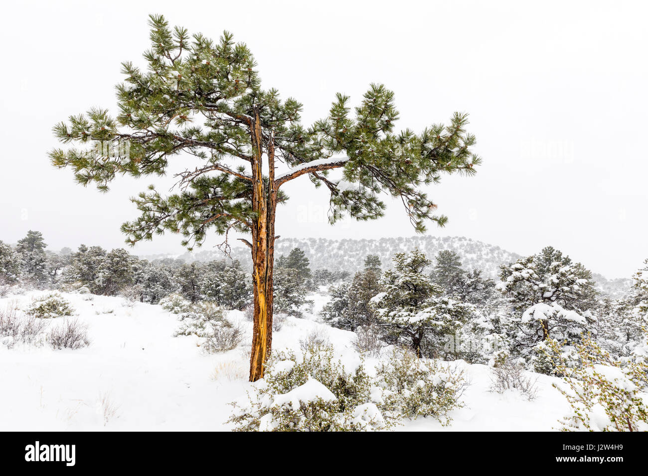 Pinus ponderosa, ponderosa pine, bull pine, blackjack, pino western yellow pine in aprile neve di primavera, poco Rainbow Trail, Central Colorado, STATI UNITI D'AMERICA Foto Stock
