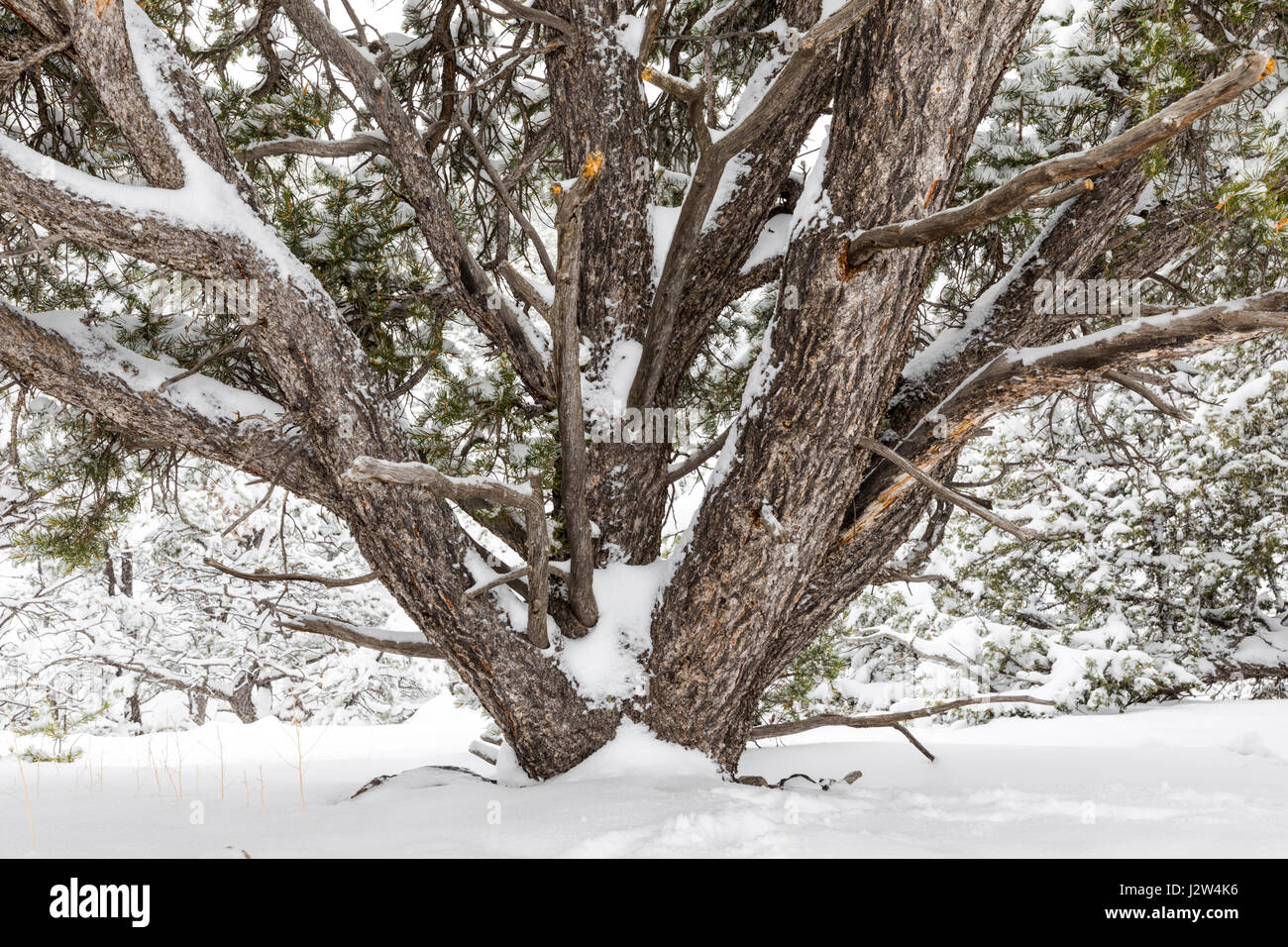 Pinus ponderosa, ponderosa pine; bull pine; blackjack pine; western yellow pine tree; in fresco di aprile neve; po rainbow Trail; Central Colorado; USA Foto Stock
