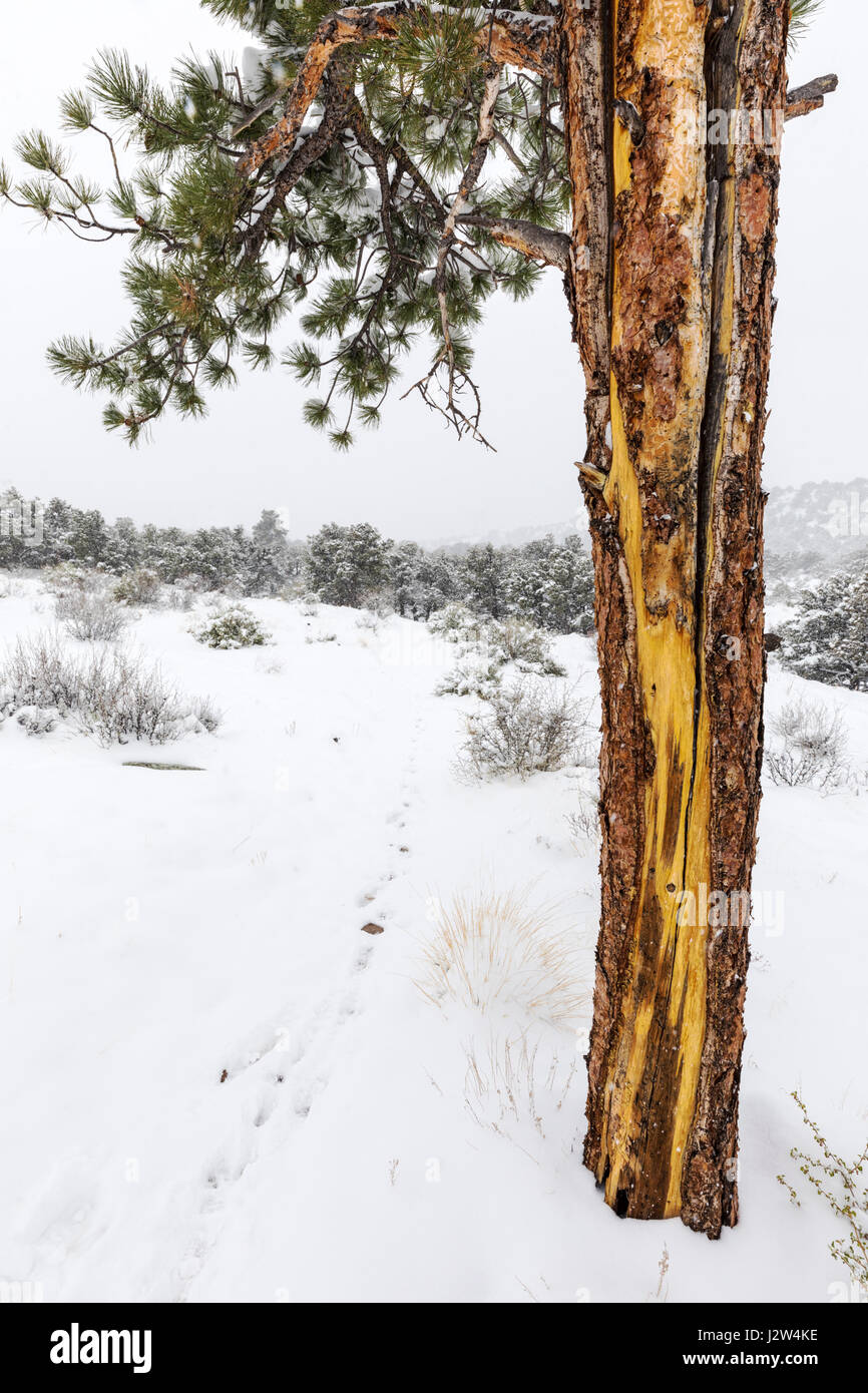 Pinus ponderosa, ponderosa pine, bull pine, blackjack, pino western yellow pine in aprile neve di primavera, poco Rainbow Trail, Central Colorado, STATI UNITI D'AMERICA Foto Stock