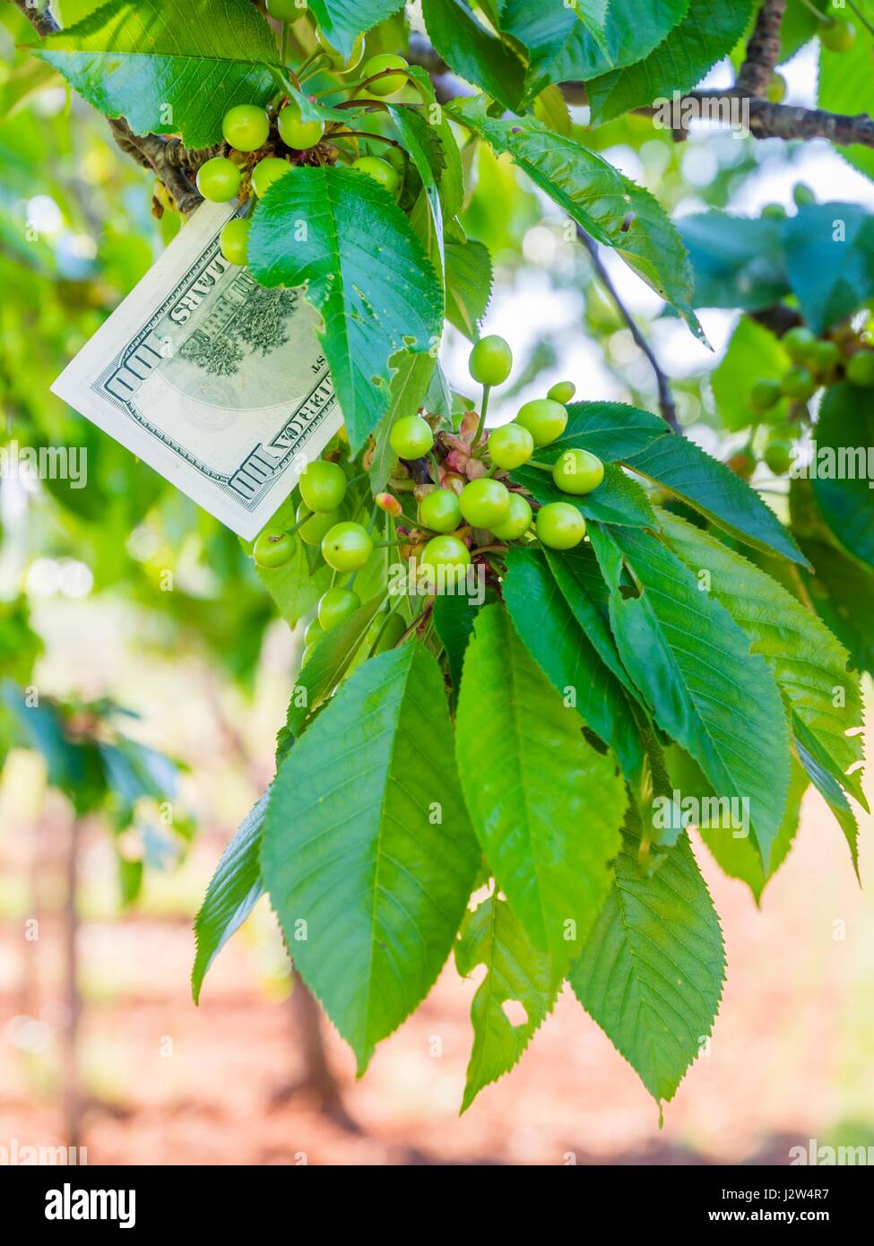 Il denaro cresce crescono su alberi ad albero Foto Stock