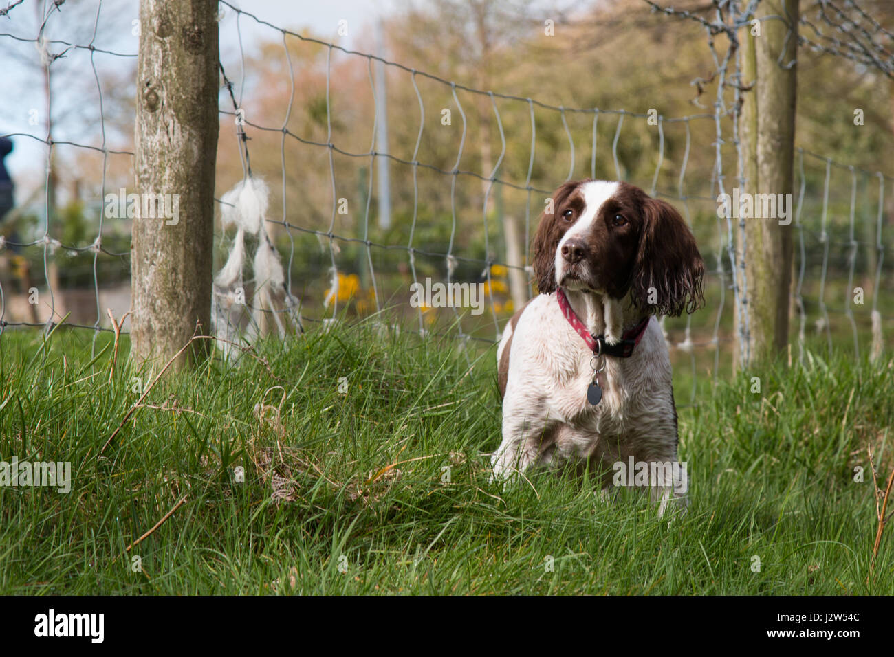 Alert, vecchio springer spaniel in piedi in erba vicino a una recinzione di filo, Regno Unito Foto Stock