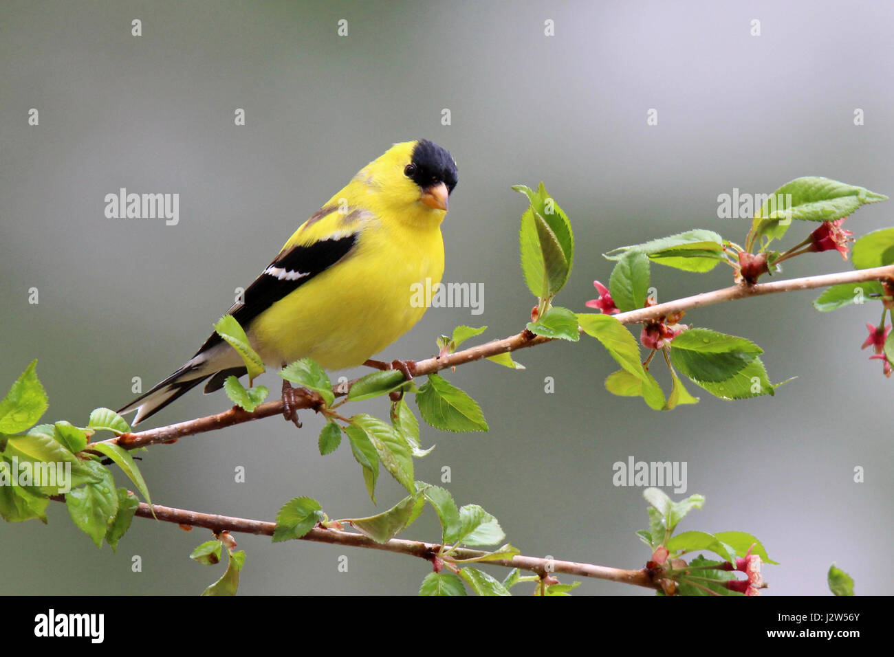 Un maschio di American cardellino Carduelis tristis appollaiate su rami fioriti in primavera Foto Stock