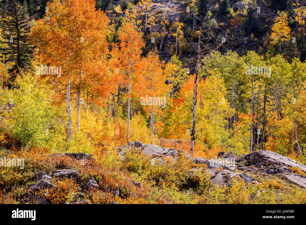 Aspens solare in colori autunnali lungo la calce Creek Road, San Juan Mountains, Colorado, STATI UNITI D'AMERICA Foto Stock