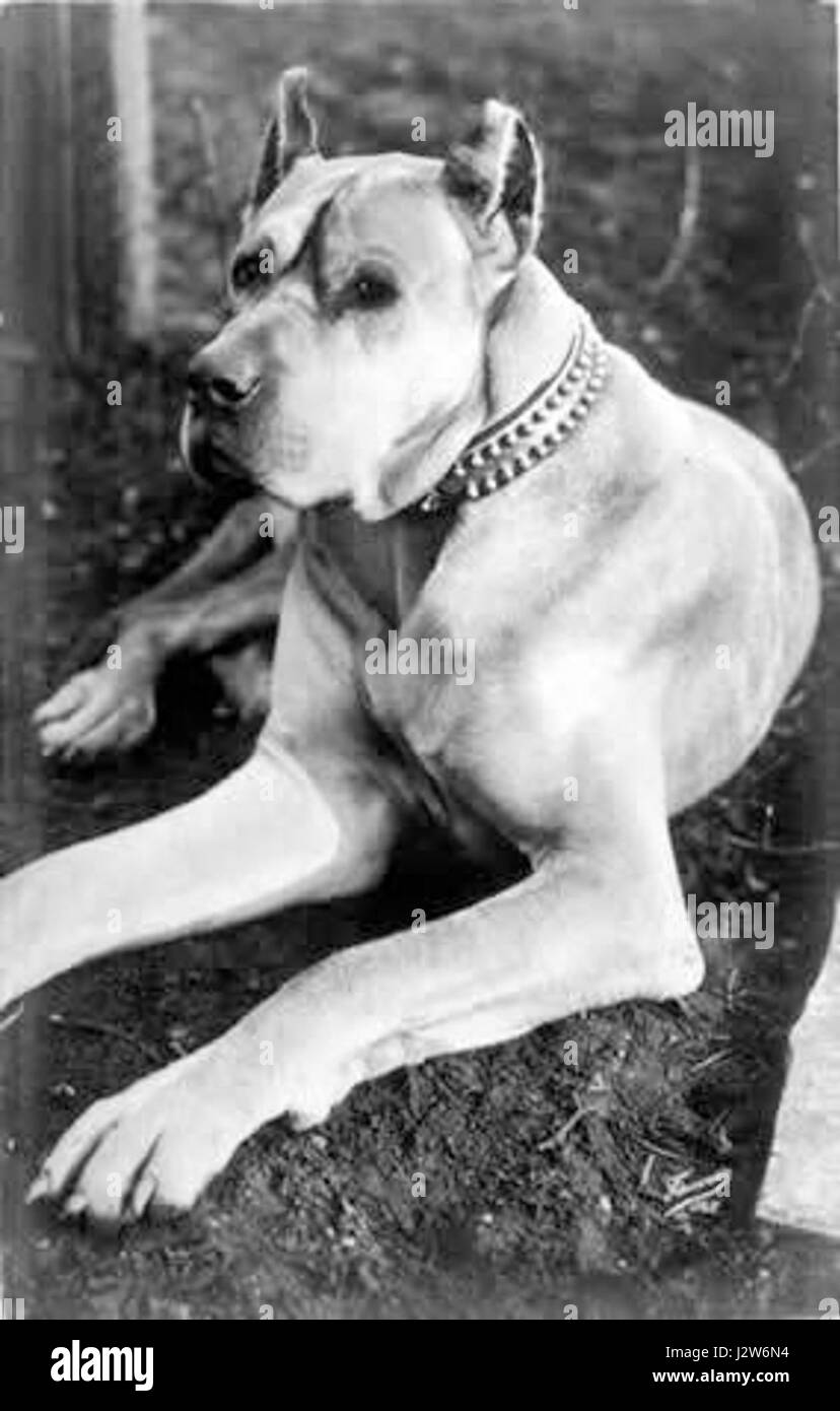 Il grande danese del 1910, probabilmente raffigurato in una fotografia o in un dipinto, riflette la statura e l'eleganza caratteristiche della razza. Noto per essere una delle razze di cani più grandi, il Great Dane è famoso per il suo temperamento amichevole e il suo aspetto nobile, un simbolo di forza e grazia nel mondo canino. Foto Stock
