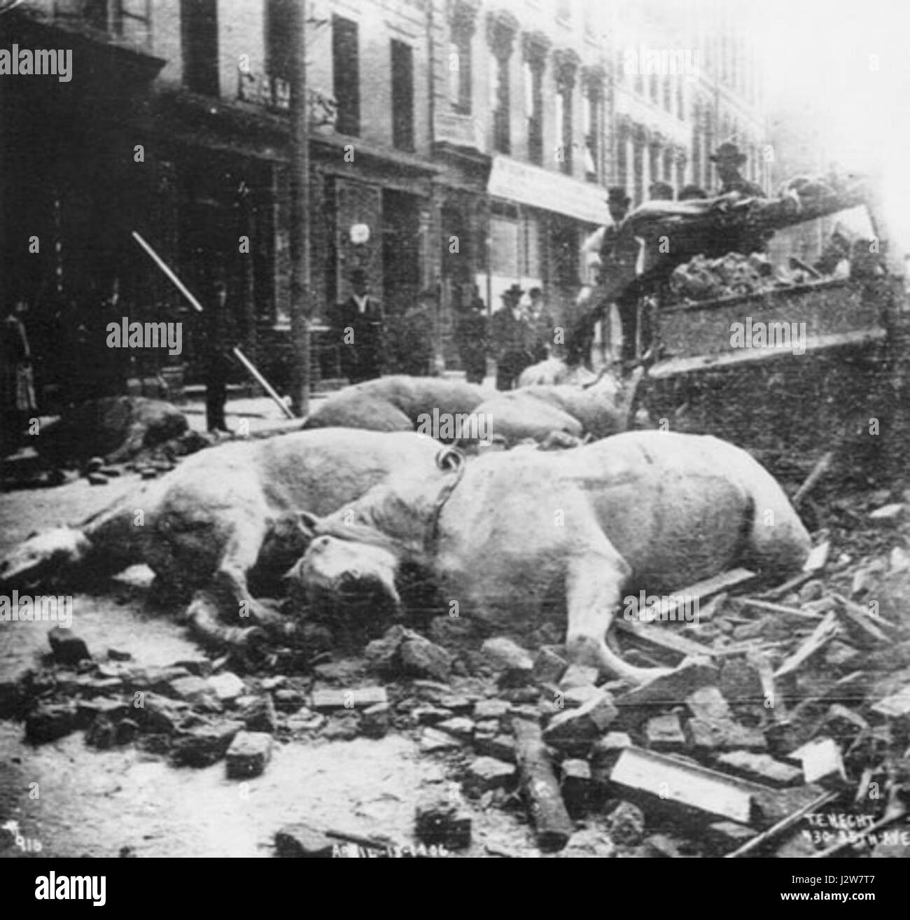 1906 quake cavalli da lavoro2 Foto Stock