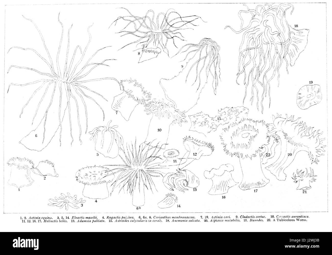 L'Actiniaria è un ordine biologico di animali marini comunemente noti come anemoni marini. Questo ordine è caratterizzato dai loro corpi radialmente simmetrici, tentacoli e spesso dai colori vivaci. Si trovano in vari habitat marini, dalle zone costiere poco profonde agli ambienti di acque profonde. Foto Stock