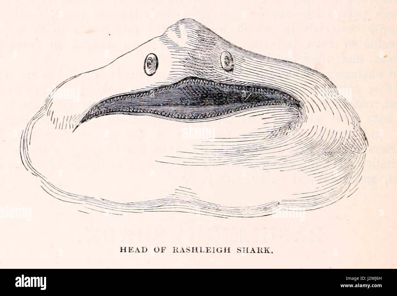 Ampia intitolata gazer aka lo squalo elefante dalla parte anteriore Foto Stock