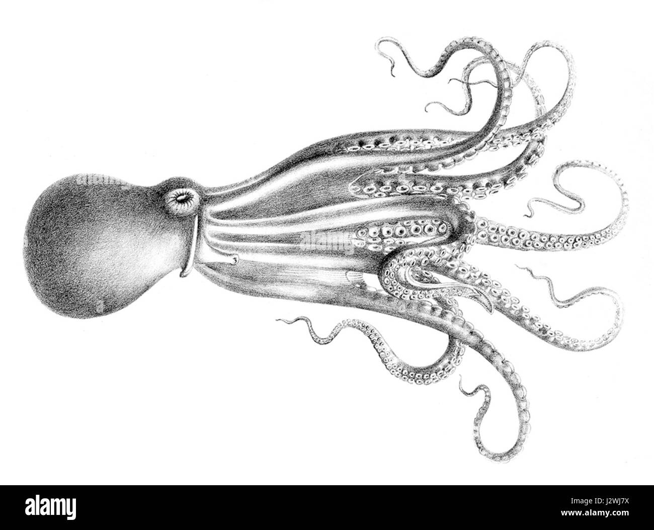 Il Benthoctopus januarii è una specie di polpo che si trova in ambienti di acque profonde. Questa specie è nota per i suoi adattamenti unici alla profondità dell'oceano, rendendola un interessante argomento di studio in biologia marina. Foto Stock