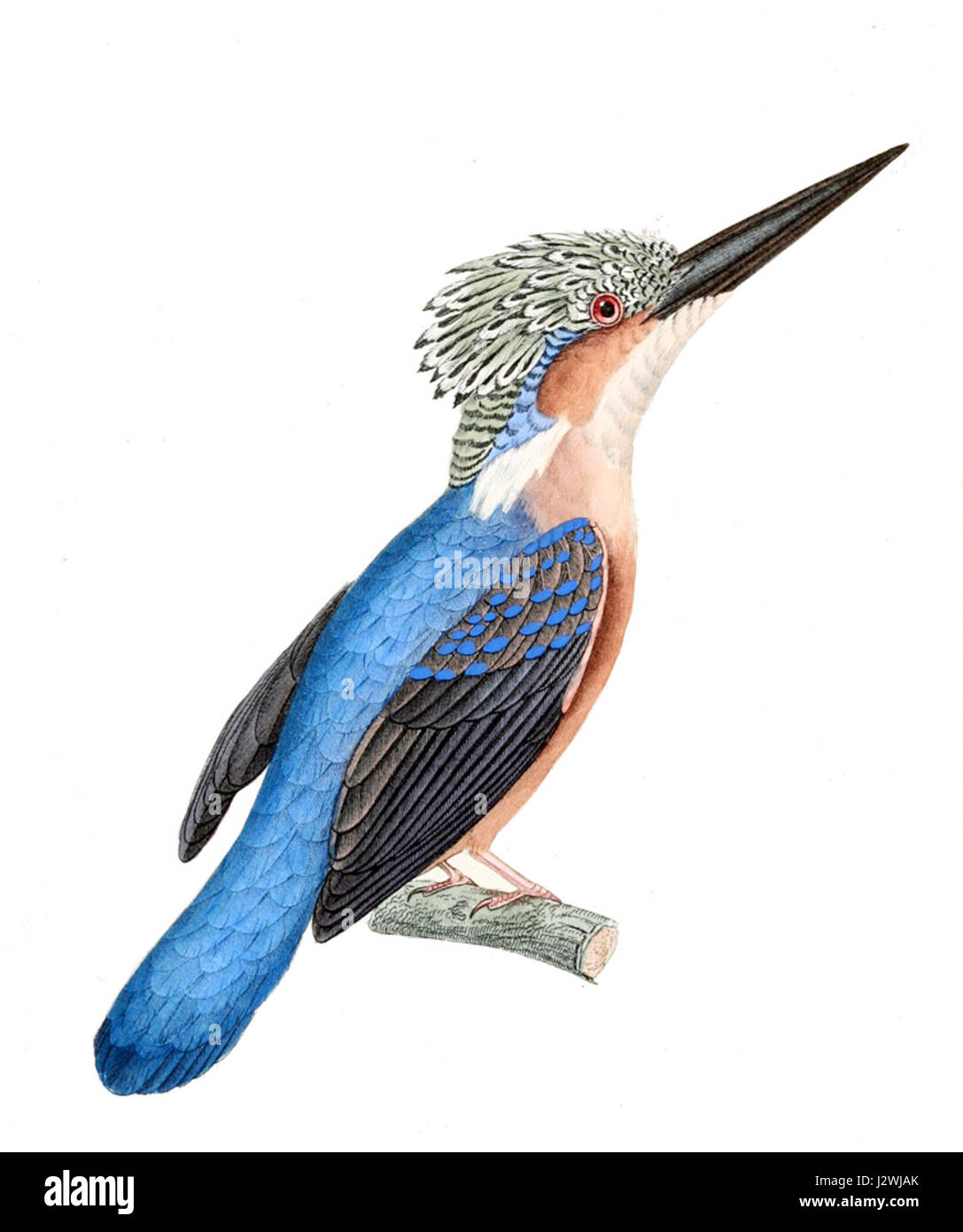 Alcedo vintsioides è una specie di kingfisher, nota per il suo pennacchio luminoso e suggestivo, che si trova tipicamente in ambienti acquatici. Fa parte della famiglia Alcedinidae, originaria di alcune parti dell'Asia. Foto Stock