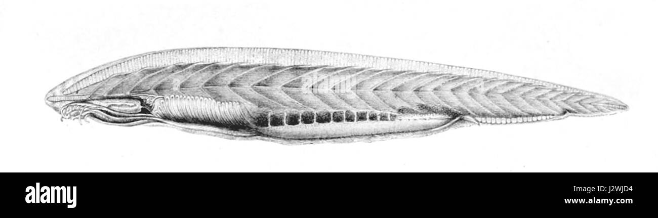 Branchiostoma cultellus, comunemente noto come lancelet o anfiossi, sono piccoli invertebrati marini che appartengono al phylum Chordata. Questi organismi sono importanti per studiare l'evoluzione dei vertebrati a causa della loro struttura corporea semplice e dei primi stadi di sviluppo. Foto Stock