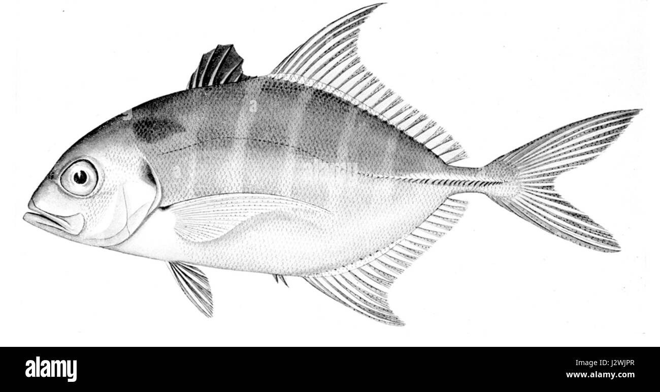 Carangoides humerosus è una specie di pesci della famiglia dei Carangidae. Comunemente noto come il jack striato, si trova nelle acque tropicali e subtropicali, apprezzato per il suo ruolo negli ecosistemi marini. Foto Stock