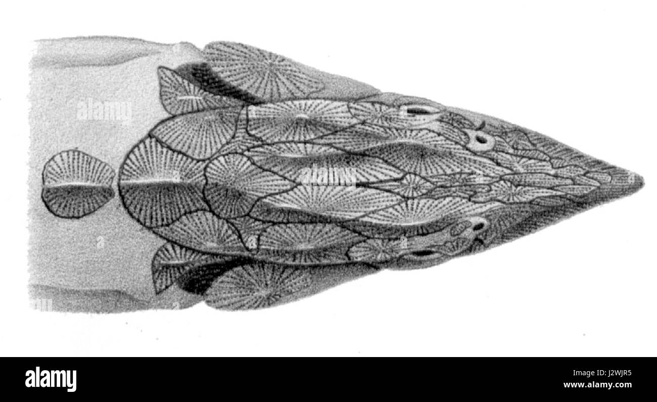 La testa dell'Acipenser oxyrinchus, comunemente noto come storione Atlantico, è una caratteristica significativa nello studio della biologia marina. Questa specie, trovata in Nord America, è nota per le sue grandi dimensioni e le sue origini preistoriche. Foto Stock