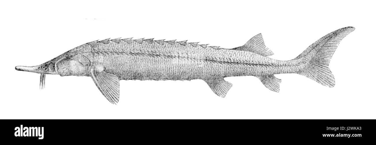 Acipenser ruthenus3 Foto Stock