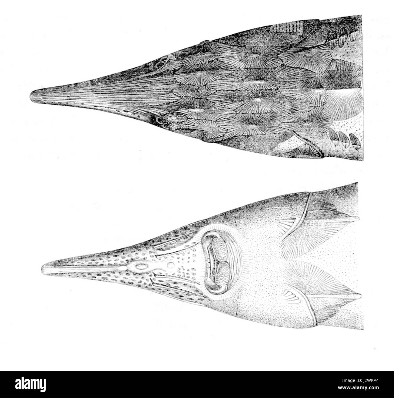 Questa immagine si riferisce alla testa di Acipenser ruthenus, noto anche come lo sterlet, una specie di storione che si trova nei fiumi d'Europa e Asia. La specie è nota per le sue caratteristiche peculiari, tra cui la testa allungata e le scaglie ossee lungo il corpo. Foto Stock