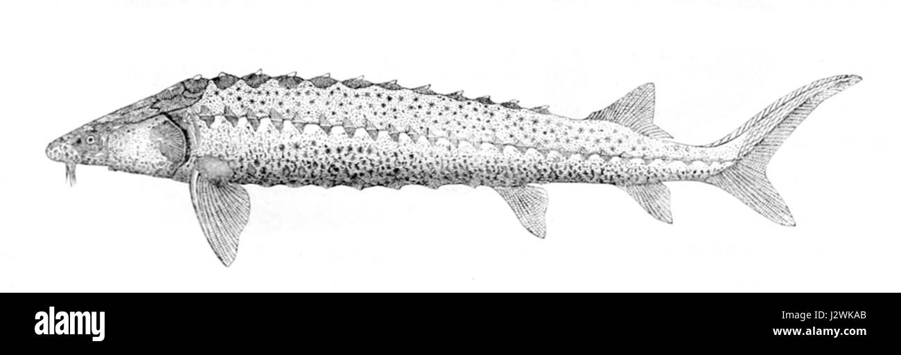 Un'illustrazione scientifica dell'Acipenser gueldenstaedtii, comunemente noto come storione russo, originario del Mar Caspio. Foto Stock