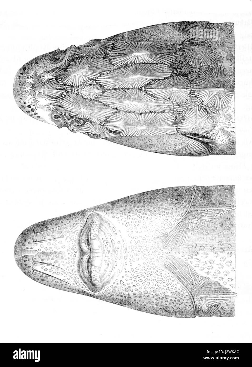 Acipenser gueldenstaedtii testa Foto Stock