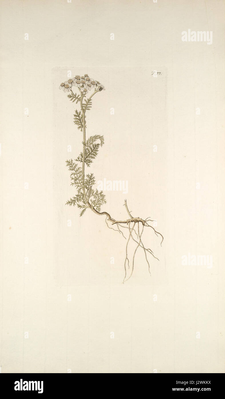 *Achillea atrata* è una specie di pianta della famiglia delle Asteraceae, che si trova nelle regioni alpine d'Europa. Questa pianta è nota per le sue proprietà medicinali e il suo ruolo nella flora locale. Prospera in ambienti ad alta quota, contribuendo alla biodiversità del suo habitat. Foto Stock