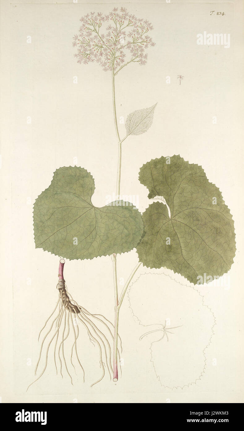 Adenostyles alpina Foto Stock