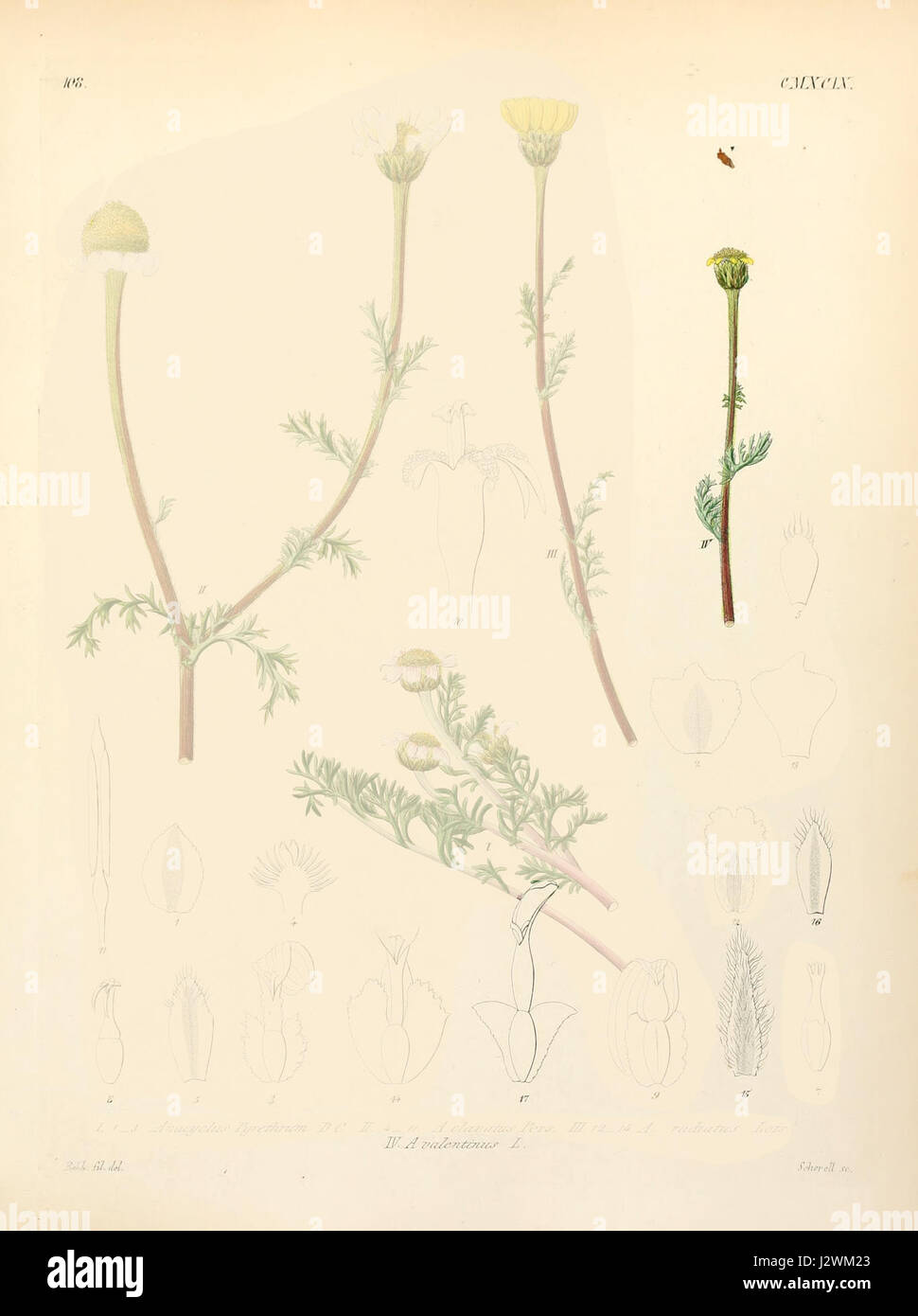 Anacyclus valentinus ssp dissimilis è una sottospecie della pianta Anacyclus valentinus, nota per le sue proprietà medicinali e l'uso nella medicina tradizionale. Questa pianta è originaria di regioni specifiche ed è studiata per i suoi composti bioattivi. Foto Stock