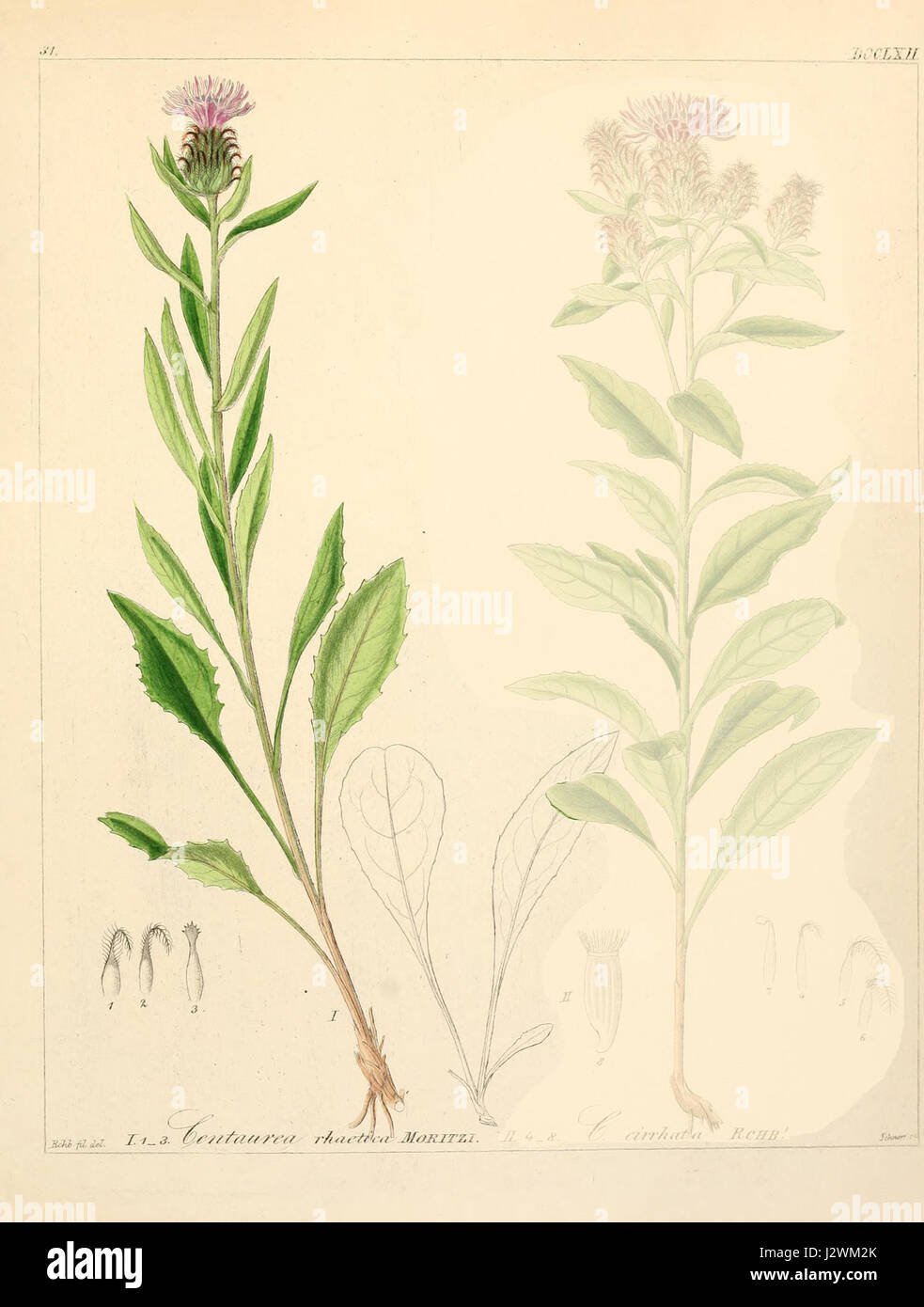 Centaurea rhaetica Foto Stock