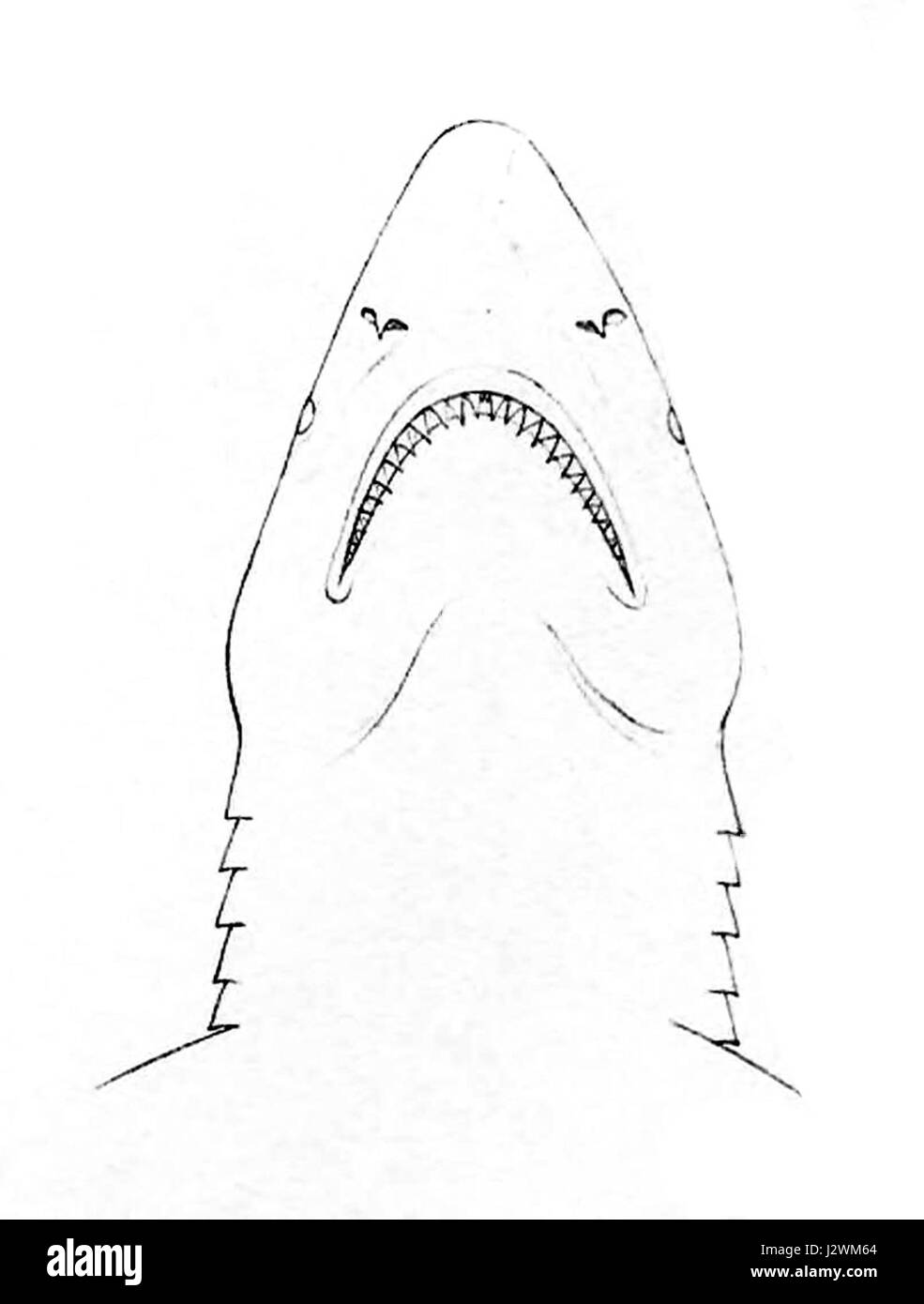 Carcharhinus falciformis testa Foto Stock