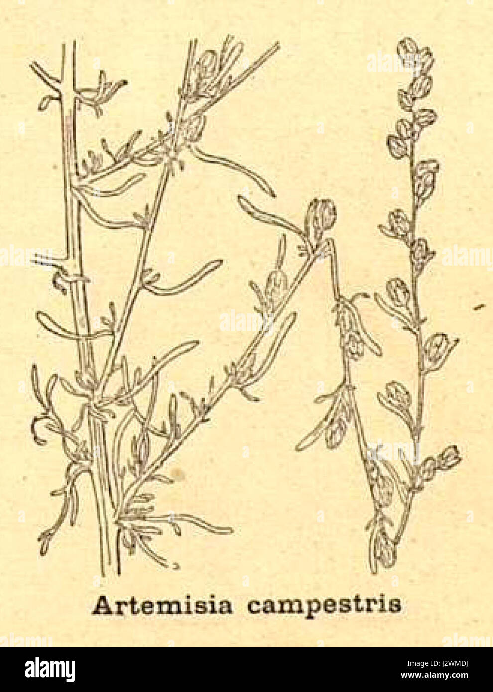 Artemisia campestris è una specie di pianta della famiglia delle Asteraceae. Si trova in genere nelle regioni temperate ed è nota per le sue proprietà medicinali e per il suo uso nei rimedi tradizionali a base di erbe. Foto Stock