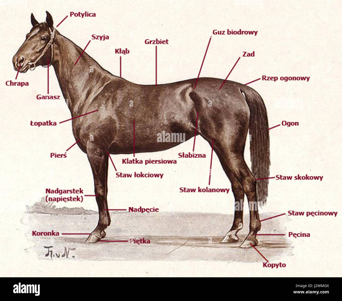 Il titolo si riferisce alla costruzione o alla raffigurazione di un cavallo, possibilmente legato alla rappresentazione artistica o scultorea, concentrandosi sui processi o sui metodi utilizzati per creare una figura o una scultura a cavallo. Foto Stock