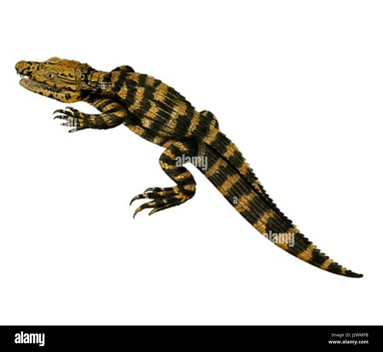 Niger caimano Spix Foto Stock