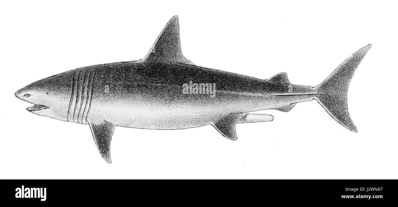 Cetorhinus maximus Schlegel Foto Stock