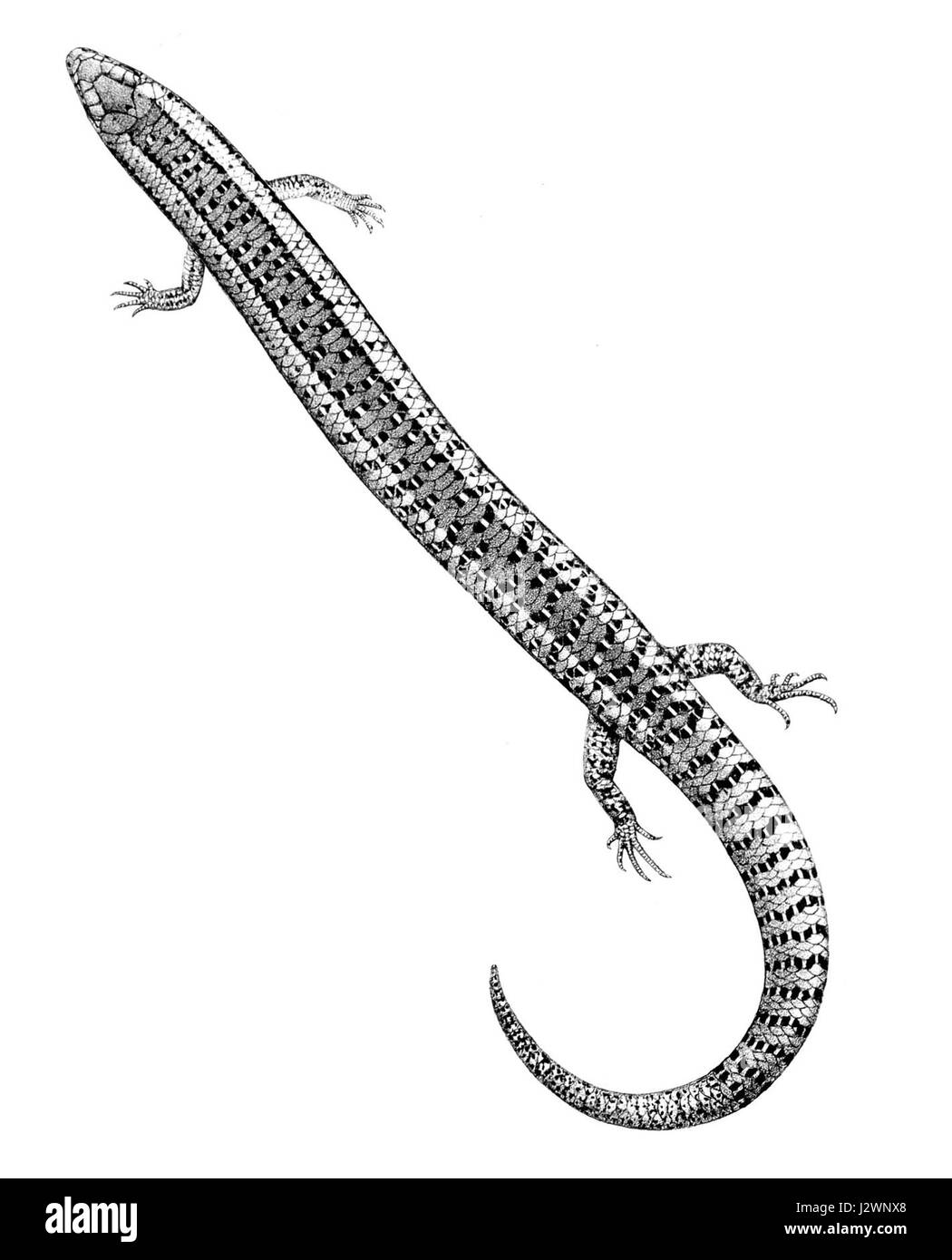 "Chalcides bottegi 1897" si riferisce ad una specie di lucertola, Chalcides bottegi, descritta per la prima volta nel 1897. Questa specie fa parte della famiglia Skink ed è originaria di parti del Nord Africa e del Mediterraneo. Foto Stock