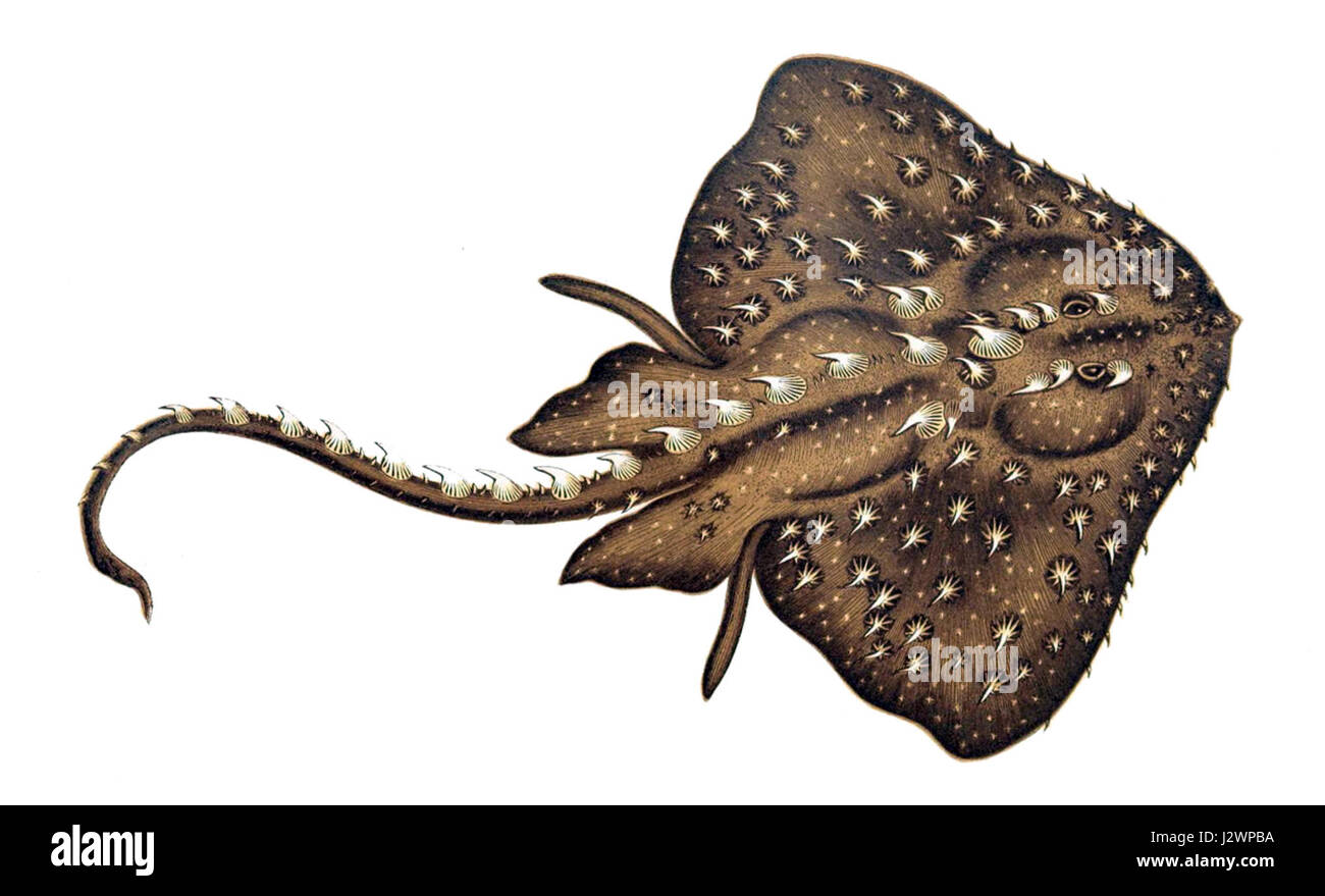 Amblyraja radiata Gervais Foto Stock