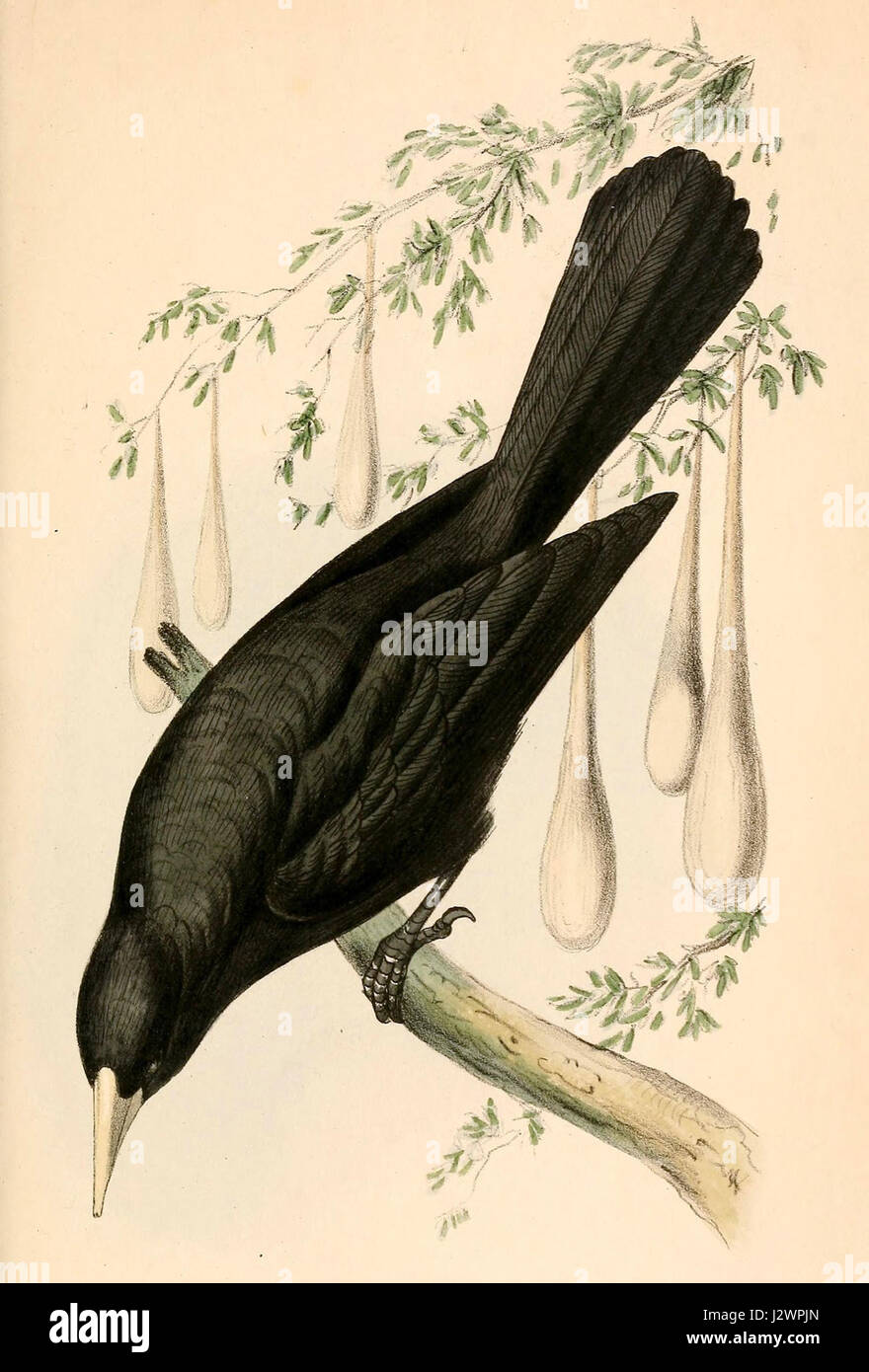 Solitarius Cacicus 1841 Foto Stock