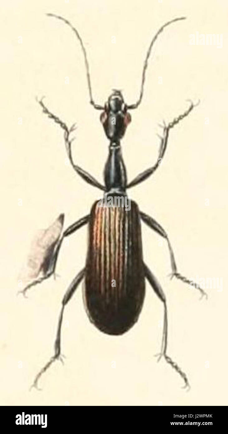 Agra klugii Foto Stock